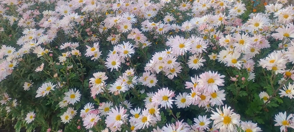 Хризантеми продам