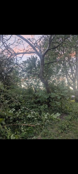 Розчистка земельних ділянок, зрізання дерев,самовивіз