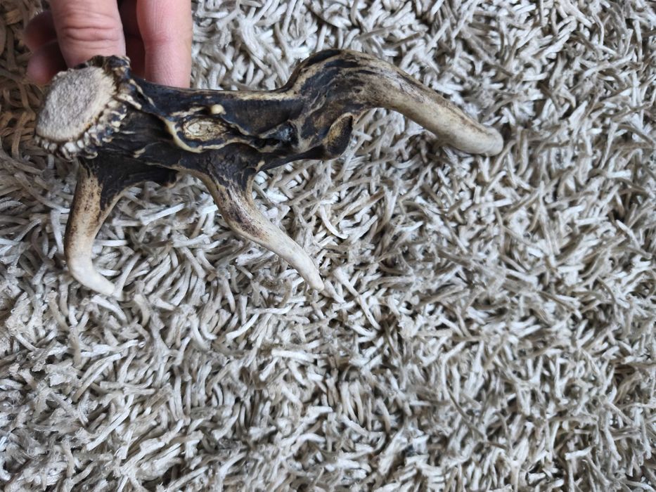 poroże jelenia myłkus