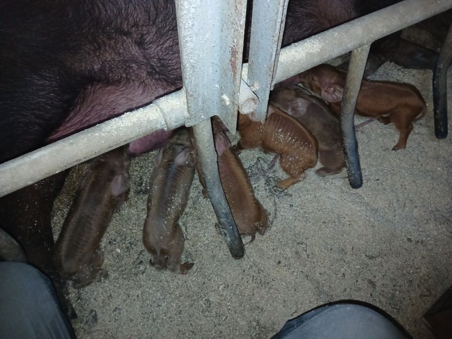 Дюрок на племя. Свинки і кнурики.