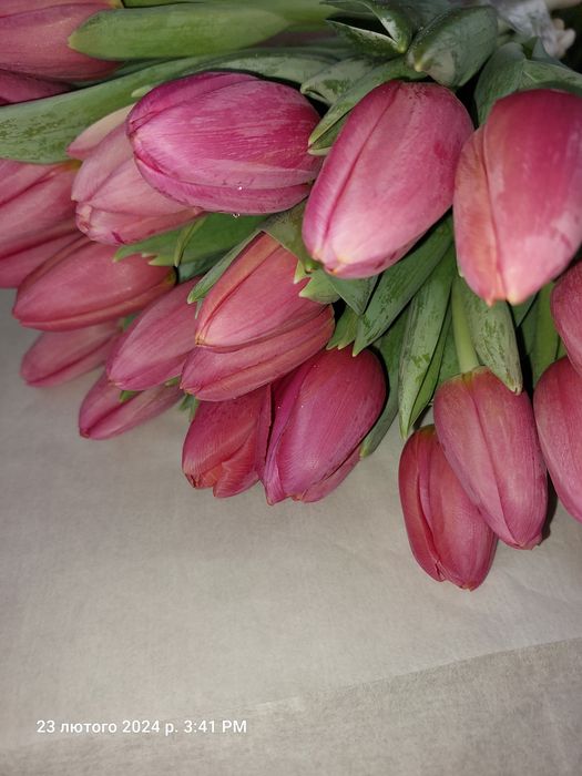 Тюльпани ОПТОМ до 8-го березня