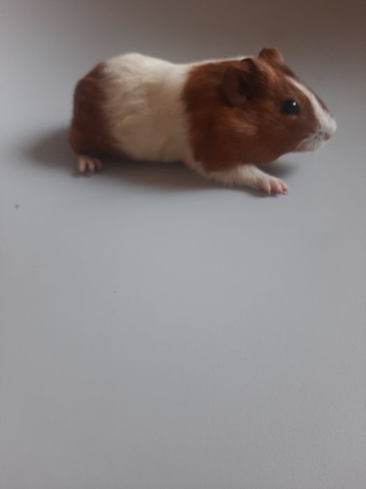 Свинки заморські