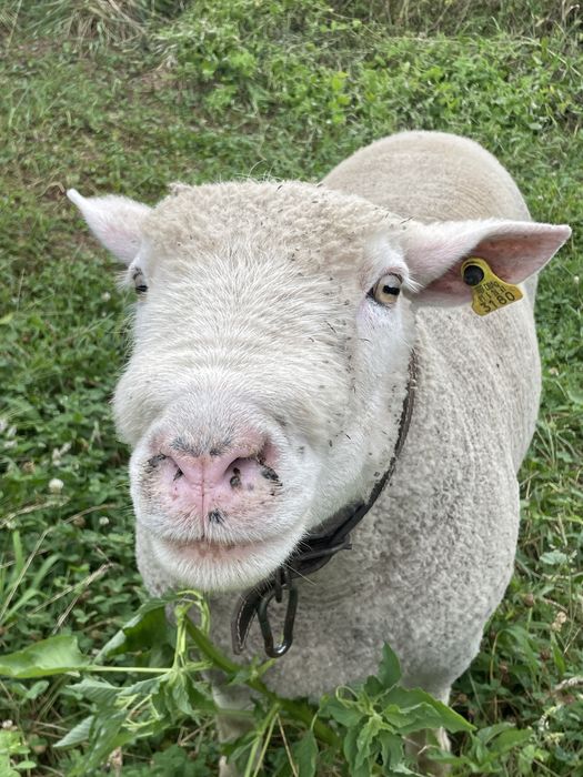 Carneiro Ile-de-France