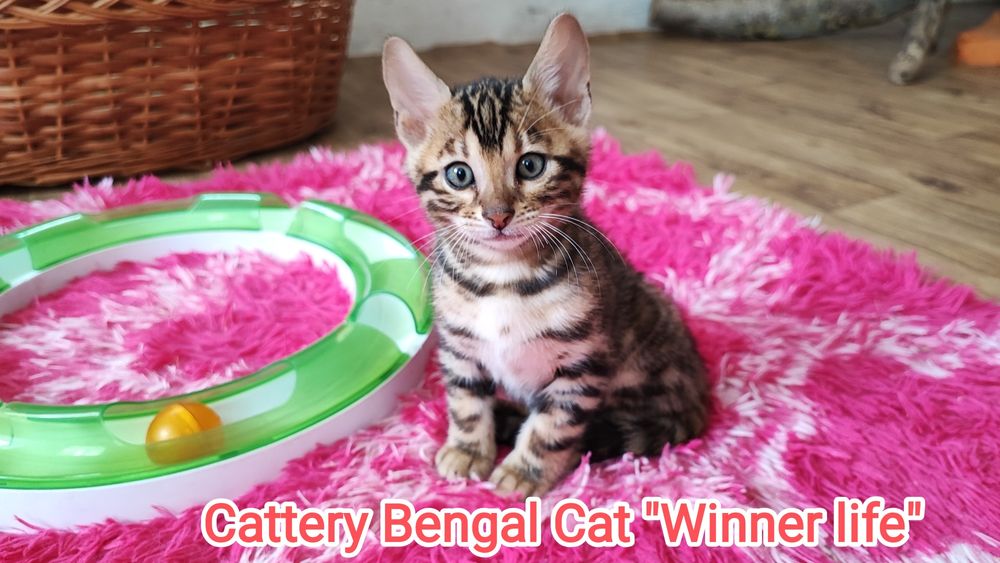 Бенгал шоу класса!