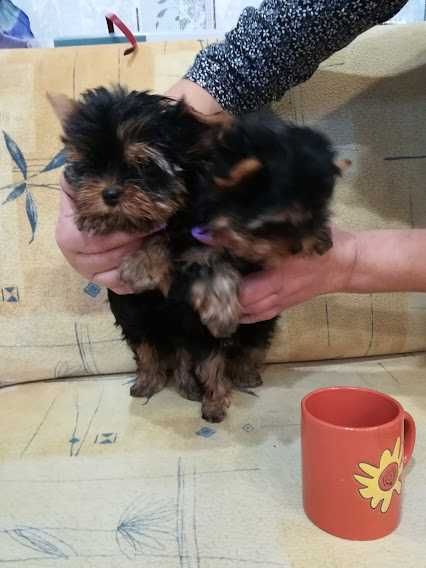 Йорки, що підкорюють серця – чарівні малюки для щасливої сім’ї