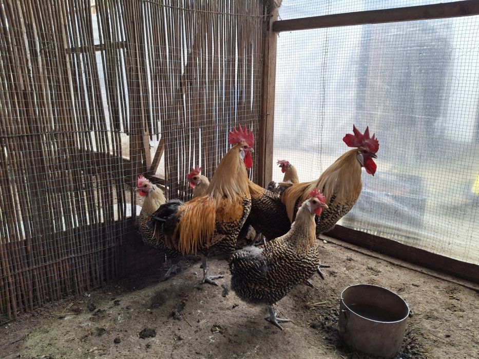 Брекель золото инкубациний яйце