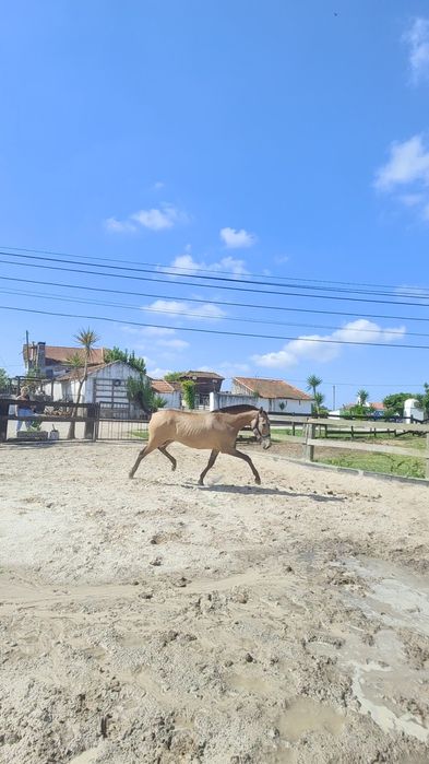 Poldra Baia Luso árabe