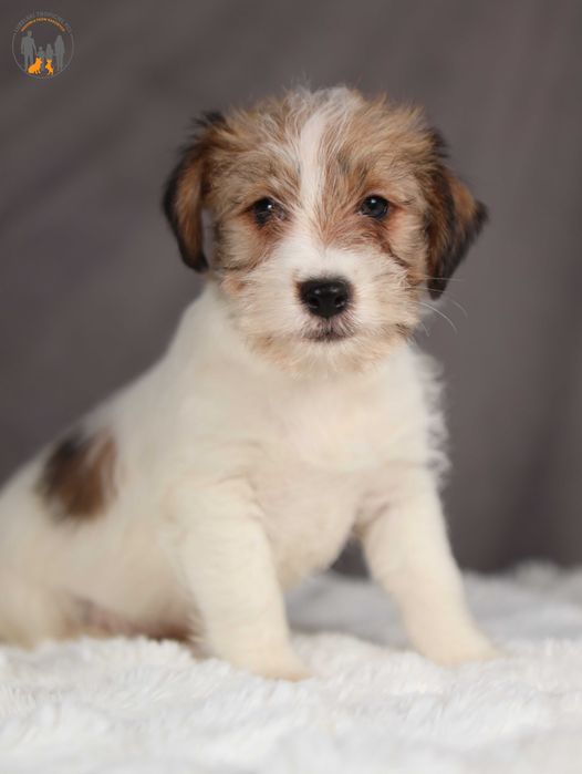 Jack Russell Terrier ZKwP FCI  piesek po Championie