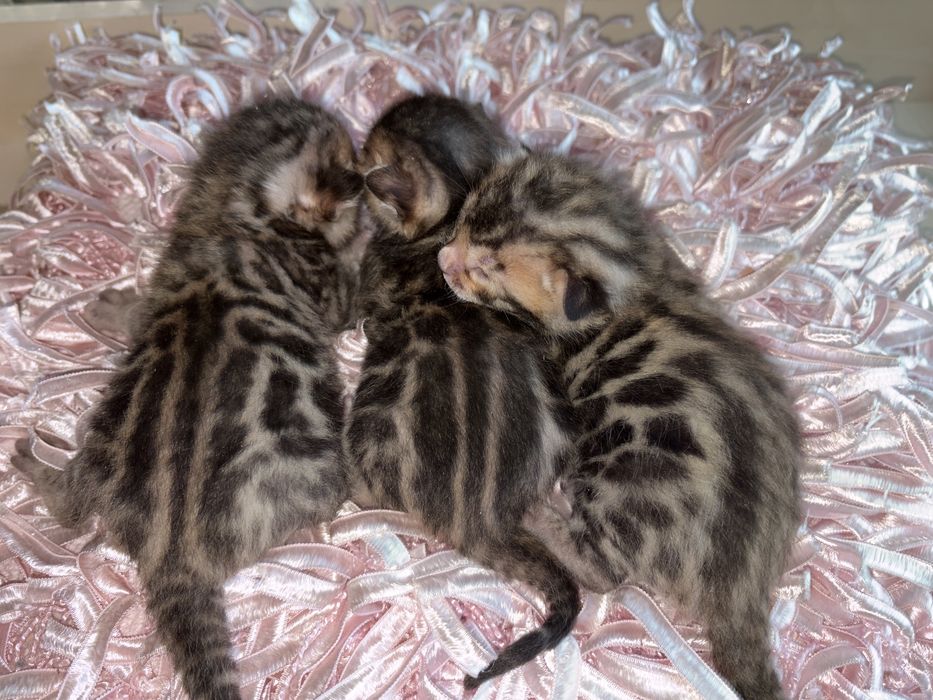 Бенгальські кошенята