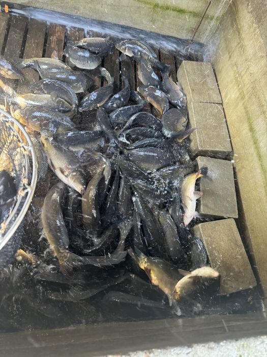 Karp hodowlany / handlowy Milicki 1-3 kg