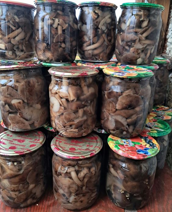 Продукты питания грибы