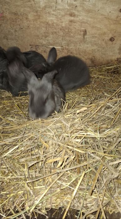 Królik baran francuski