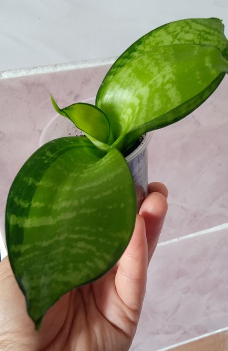 Хані Крем Медіопікта Пагода Фаворит Блек Драгон Лайм Деніс