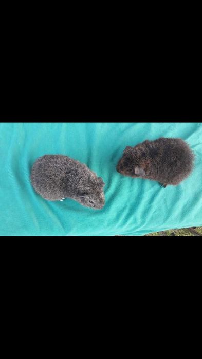 Морські свинки, Тедді