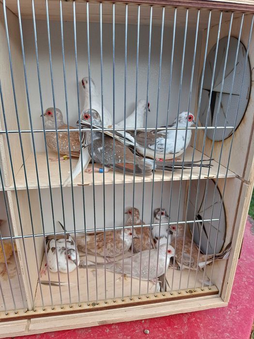 Ptaki,drobna egzotyka,kanarki, gołąbki