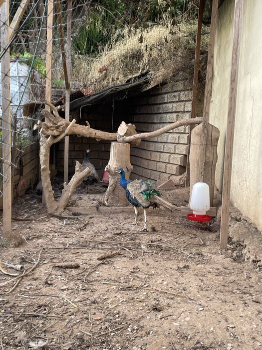 Pavões Azuis adultos