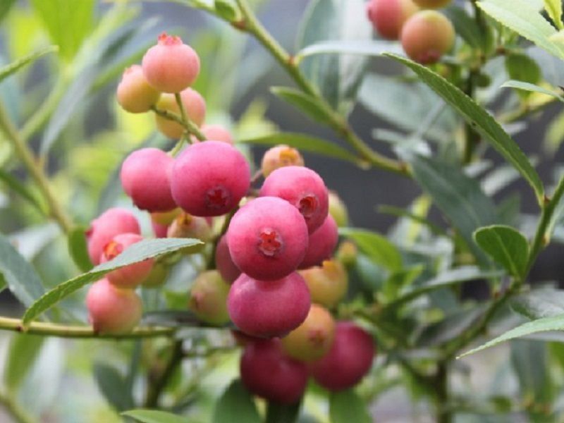 borówka PINK LEMONIADE! Pyszny różowy owoc!Sadzonki 4 Letnie! 80cm