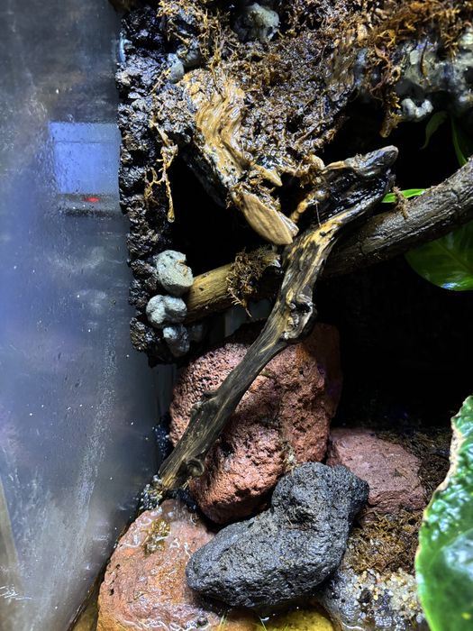 Paludarium 60x45x90