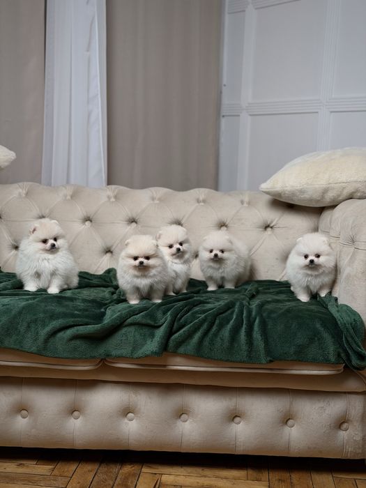 Exclusive VIP лакшері mini білі цуценята померанські шпіци ведмедики!