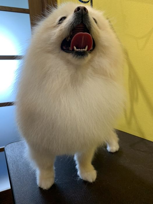 Стрижка котов, собак, кроликов,  Опытный грумер!