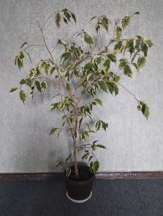 Фікус Бенджаміна