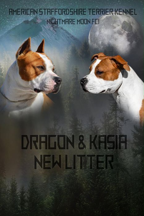 Amstaff FCI.ZKWP American Staffordshire Terrier