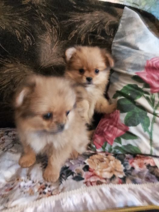 Мальчик и девочка