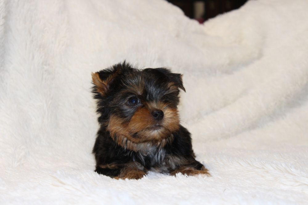 Продам цуценяток Йорка