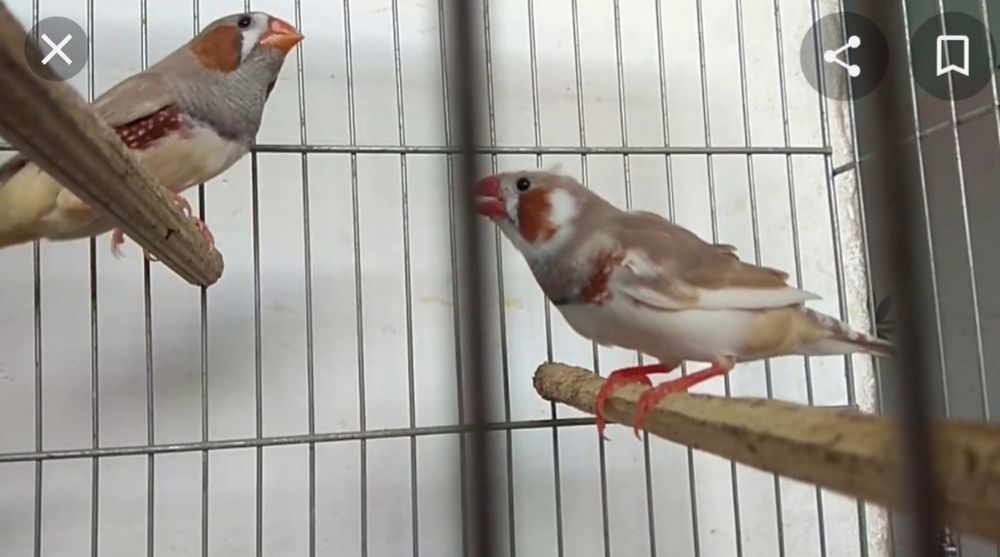 Mandarins castanhos, cinzentos, brancos e malhados