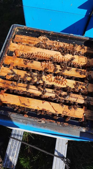 Sprzedam rodziny pszczele