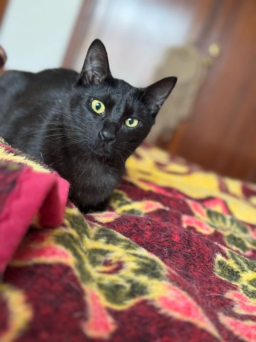 CASTRADO | Macho juvenil disponível para adoção responsável