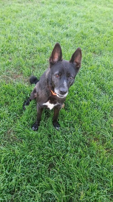 Uma segunda oportunidade - Cão