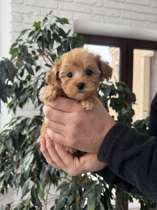 Цуценята  мальтипу  в Києві