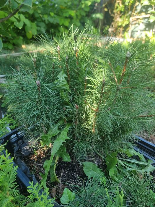Саженцы Сосны черной Пирамидалис (Pinus nigra Pyramidalis)