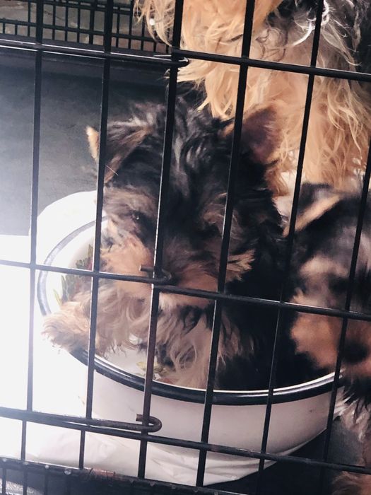 Маленькі шкстрики