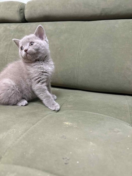 Gotowy do odbioru Kocurek Brytyjski liliowy