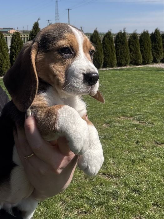 Beagle suczka  szczeniak