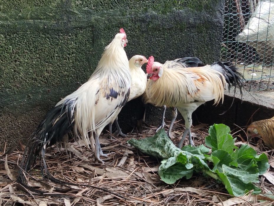 Granizos machos Fênix