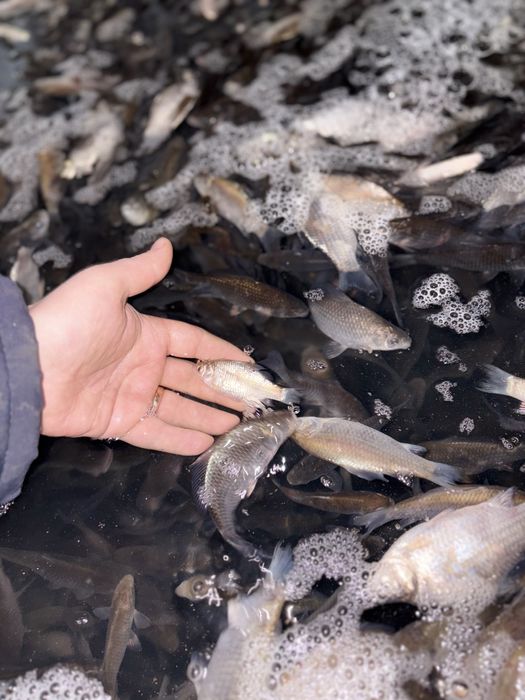 Живець ставковий у Черкасах