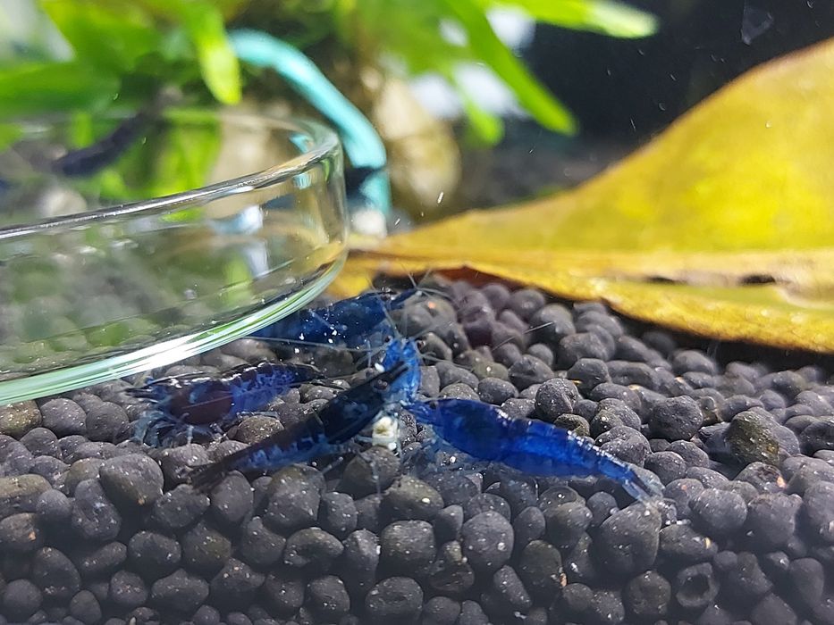 Krewetki Neocaridina Blue Velvet