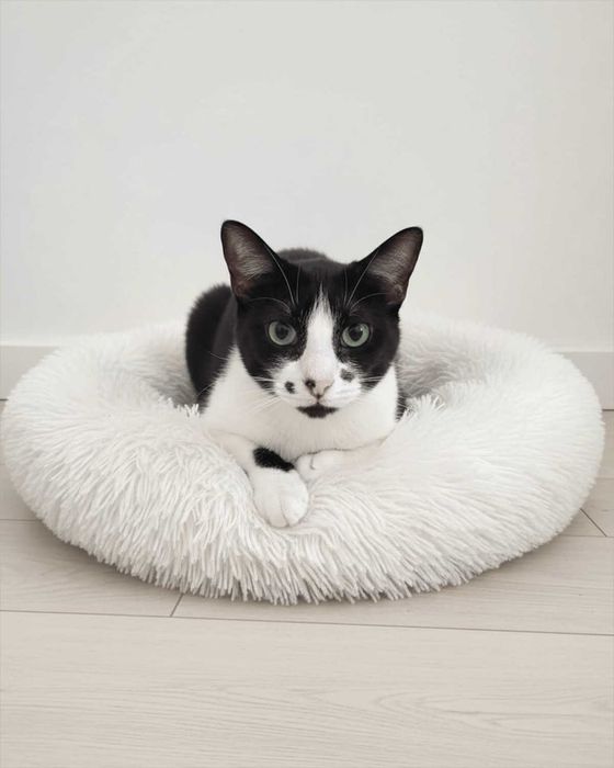 Setúbal / Margem Sul / Lisboa — CARMINHO, gatinha para adoção