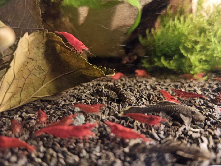 Krewetki Red Cherry 10szt
