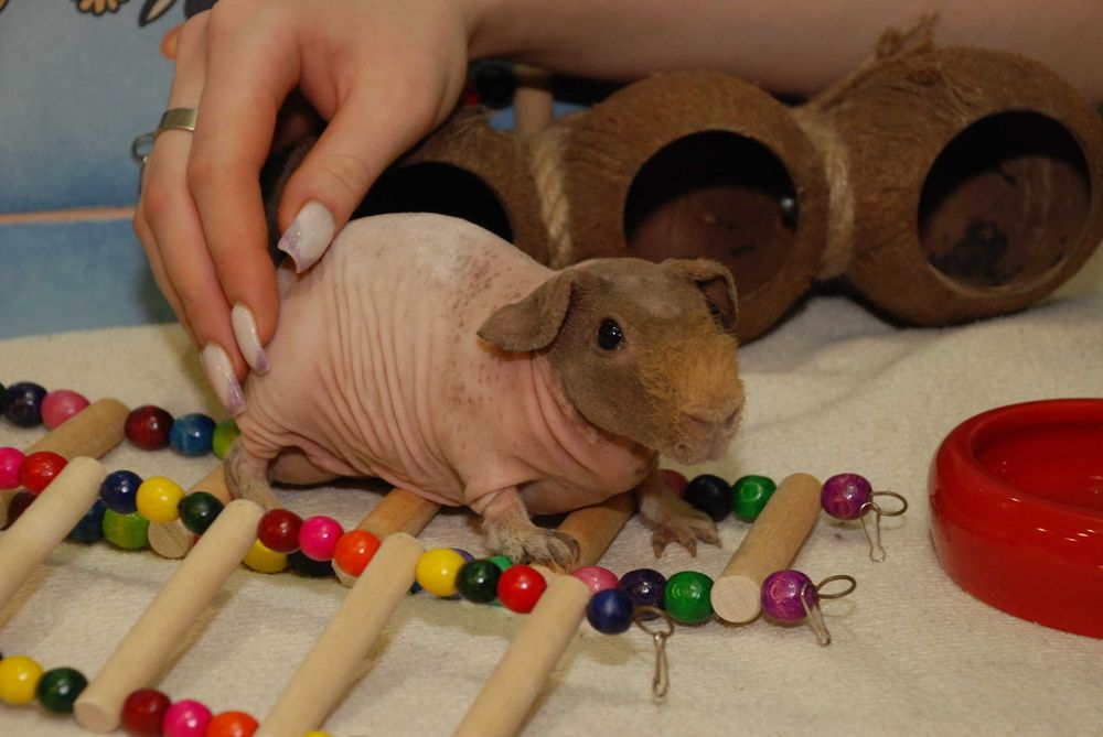 Лиса морська свинка Скінні, гіпоалергенна свинка, свинка без шерсті