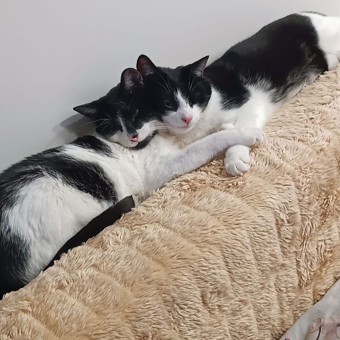 Poznań i okolice - młodziutki kocurek Psotek szuka domu