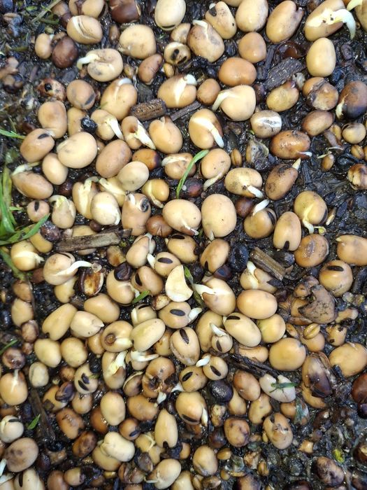 Sprzedam Bobik Nad*wi*ślań*ski