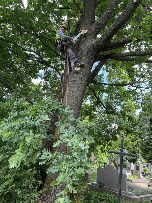 Зрізання аварійних дерев