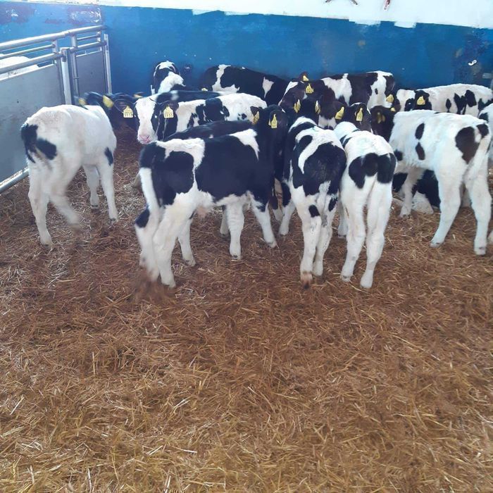 Cielaki MM,CB  Byczki, Jałówki samodzielne, startery, na mleko