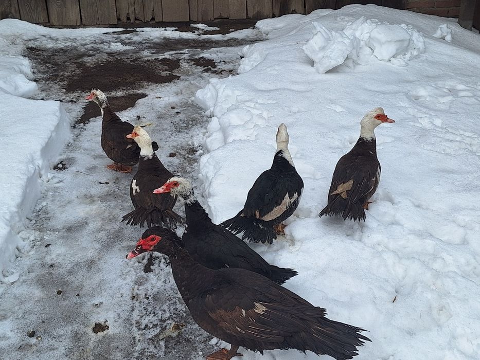 Kaczki i kaczory francuskie