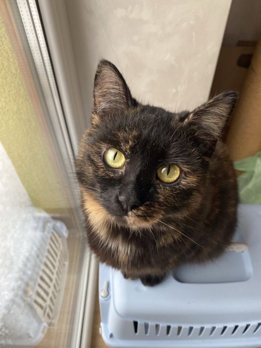 Віддам гарну кицю в добрі руки