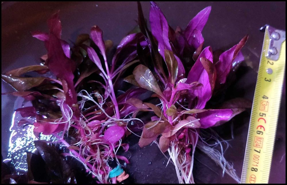 Alternanthera reineckii Mini